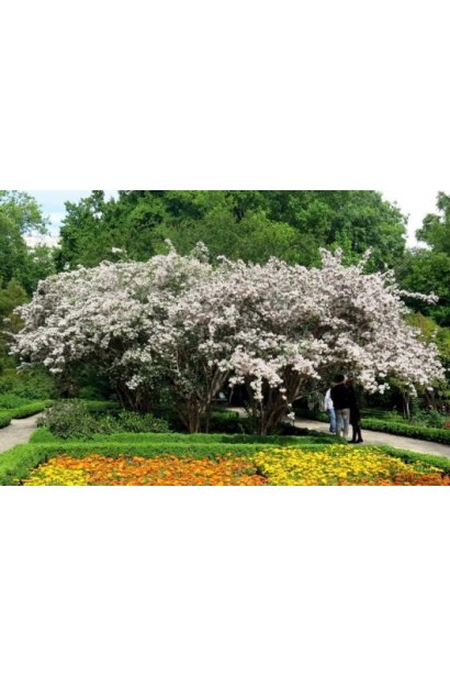 Кольквіція чарівна Пінк Клоуд